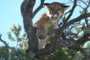 Cat 1